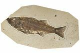 Uncommon Fish Fossil (Mioplosus) - Wyoming #198399-1